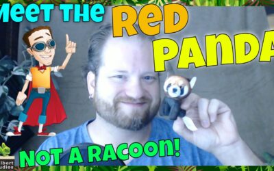 A10 – Meet the Red Panda (NOT a Racoon!)