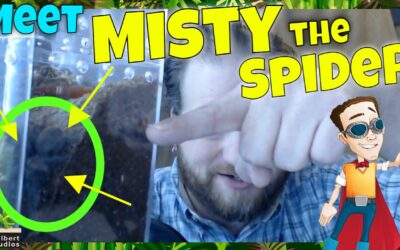 A12 – Meet Misty the REAL Spider!