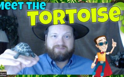 A19 – Meet the Tortoise
