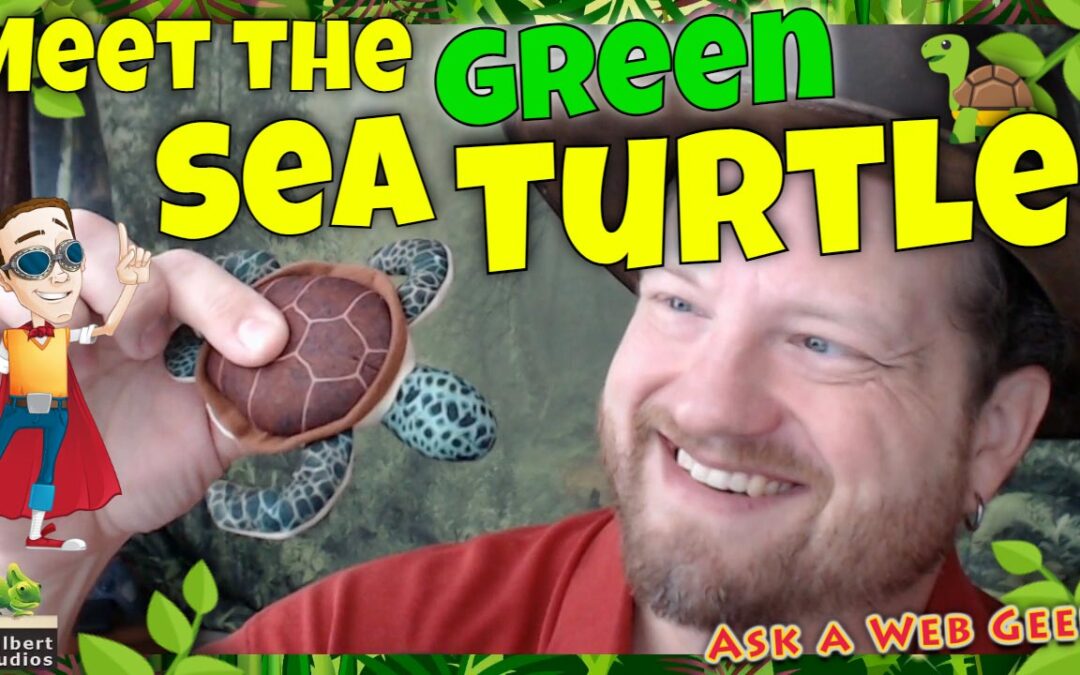 A36 – Meet the Green Sea Turtle Dude